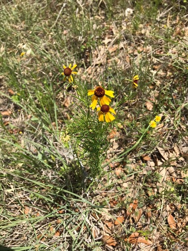 Bitterweed