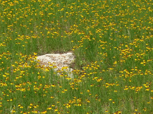Bitterweed