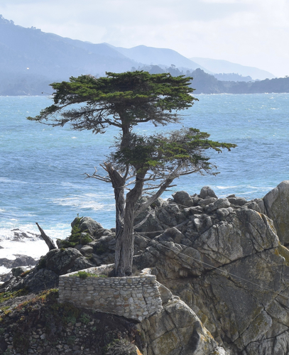 Monterey Cypress