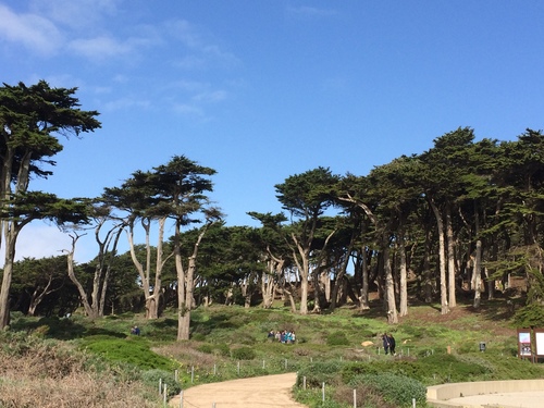 Monterey Cypress