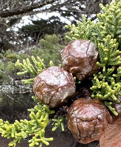 Monterey Cypress