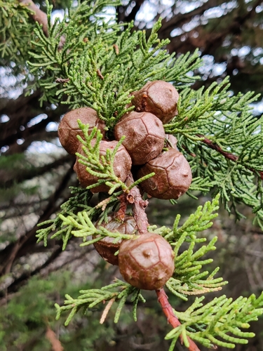 Monterey Cypress
