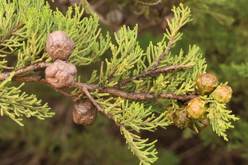Monterey Cypress