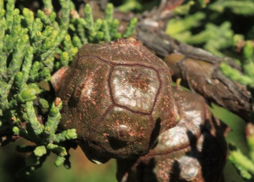 Monterey Cypress