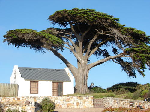 Monterey Cypress