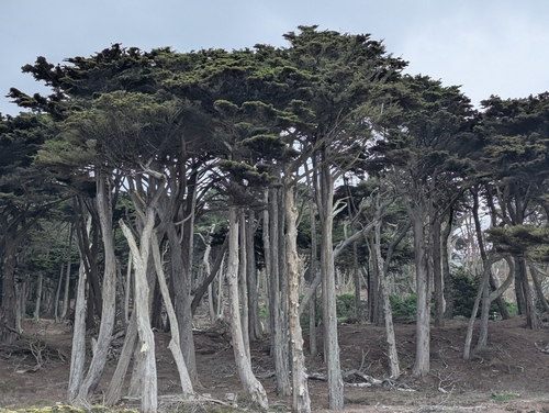 Monterey Cypress