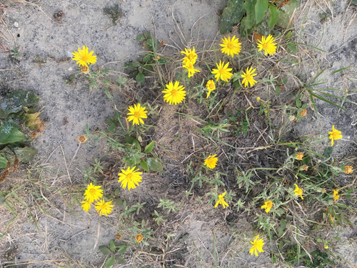 Hairy False Goldenaster