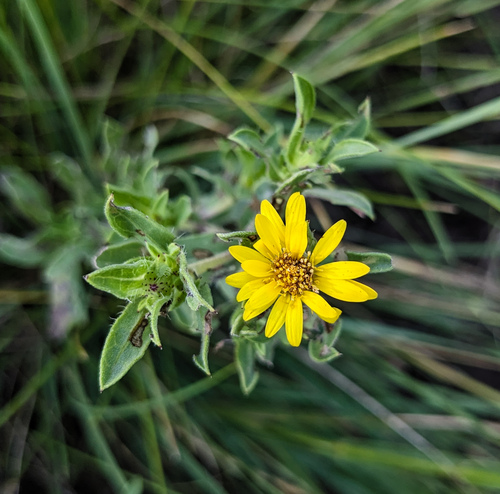 Hairy False Goldenaster