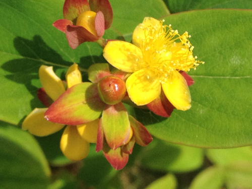 Tutsan