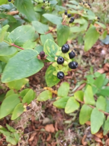 Tutsan
