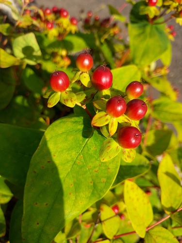 Tutsan