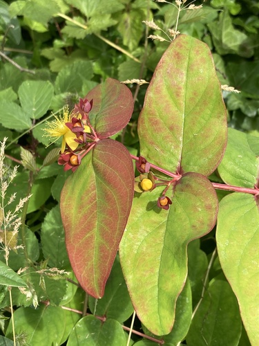 Tutsan