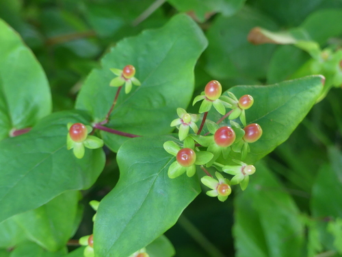 Tutsan