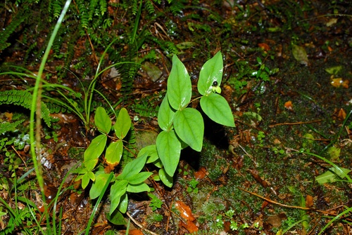 Tutsan