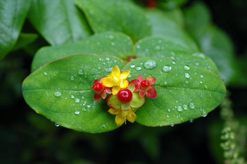 Tutsan