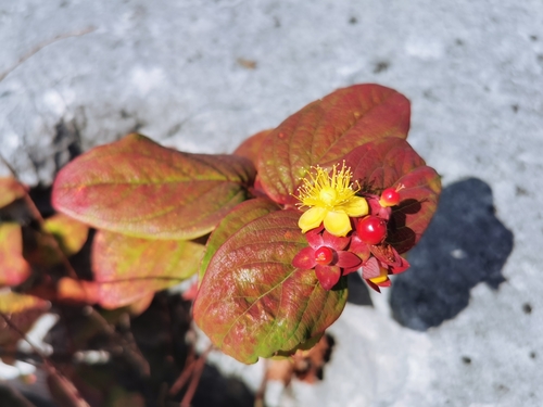 Tutsan