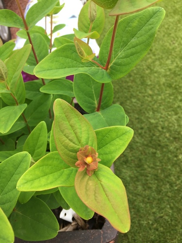 Tutsan