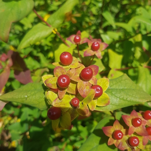 Tutsan