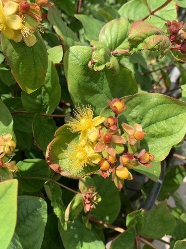 Tutsan