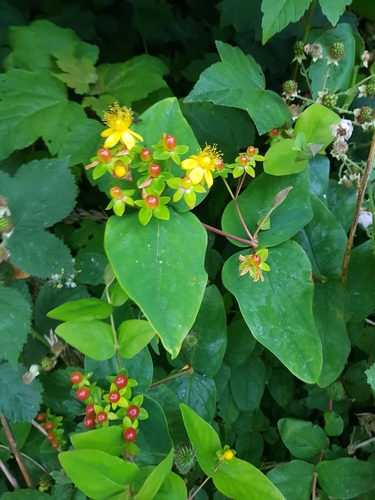 Tutsan
