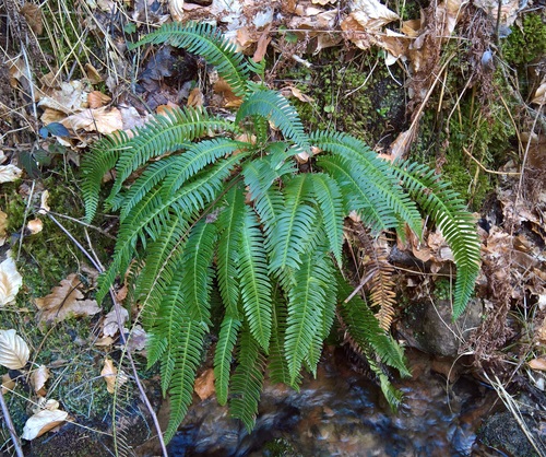 deer fern