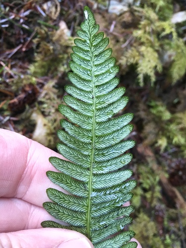 deer fern