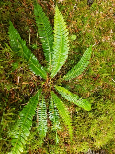 deer fern