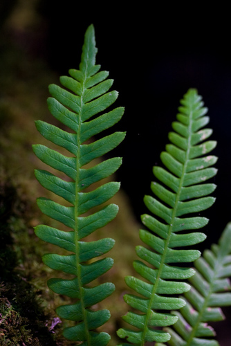 deer fern