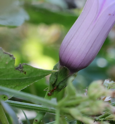 Mile-a-minute vine