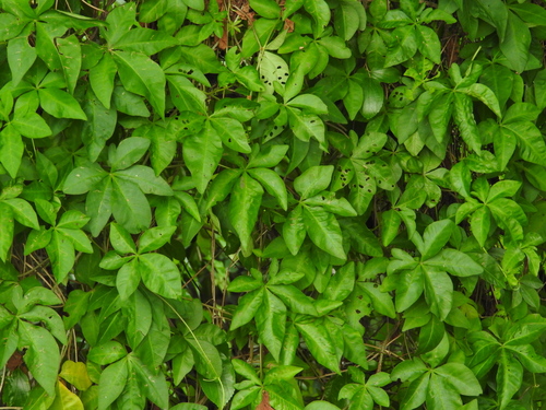 Mile-a-minute vine