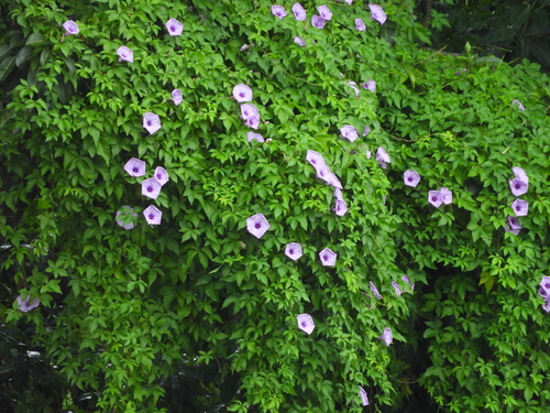 Mile-a-minute vine