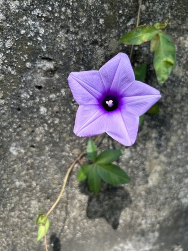 Mile-a-minute vine