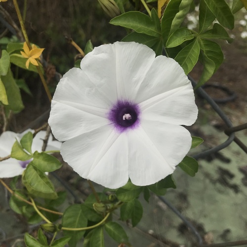 Mile-a-minute vine