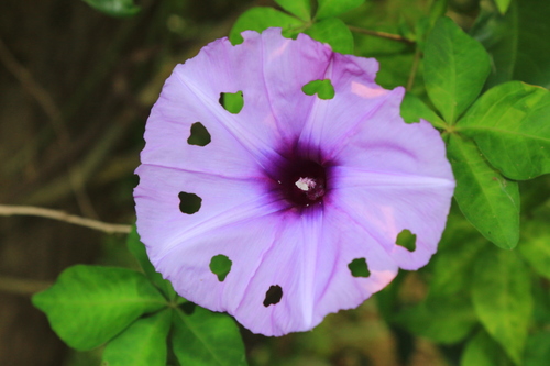 Mile-a-minute vine