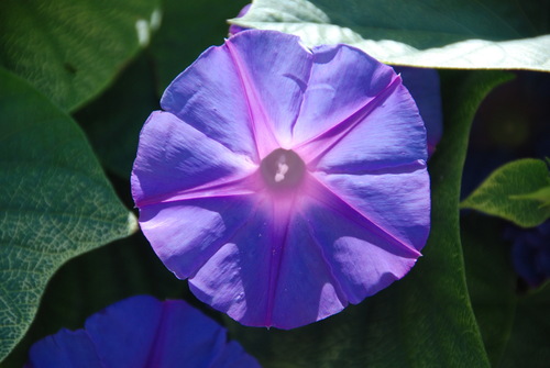 oceanblue morning glory
