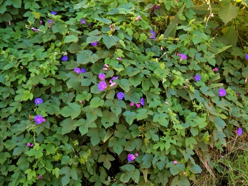 oceanblue morning glory