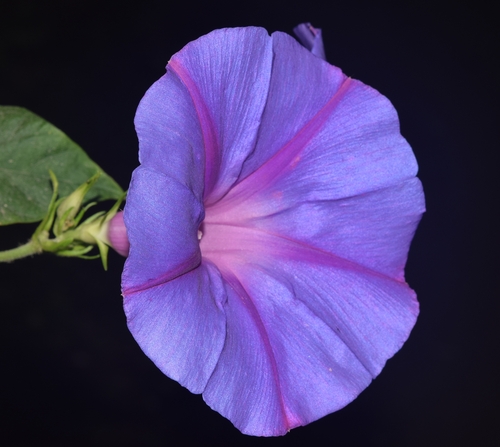 oceanblue morning glory