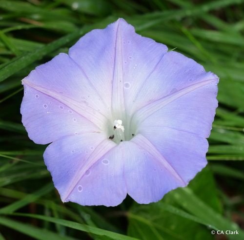 oceanblue morning glory