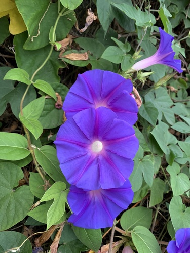 oceanblue morning glory
