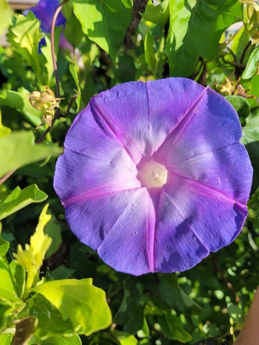 oceanblue morning glory