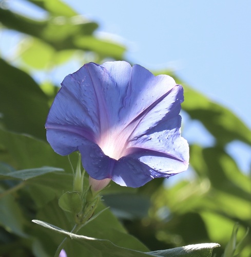 oceanblue morning glory