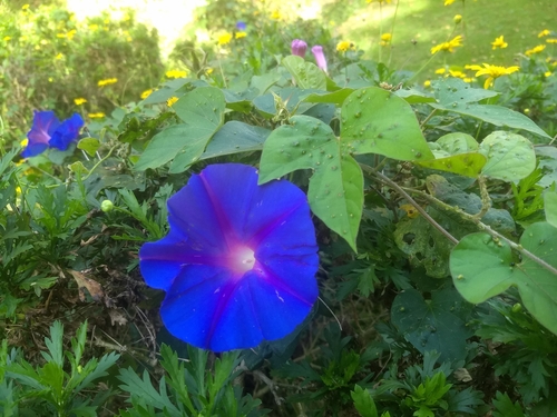 oceanblue morning glory