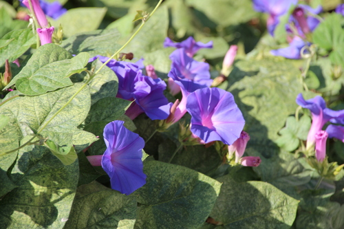 oceanblue morning glory