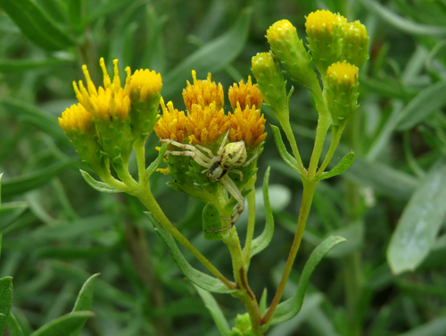 Coastal Goldenbush