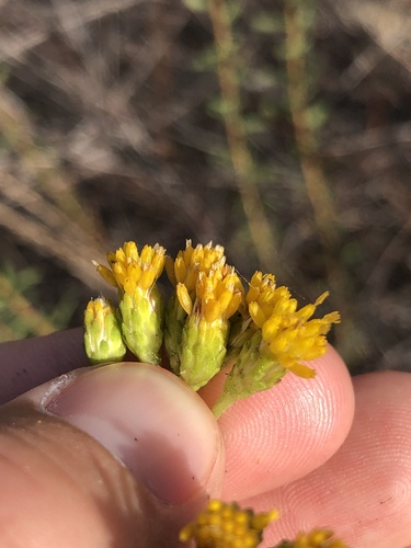 Coastal Goldenbush