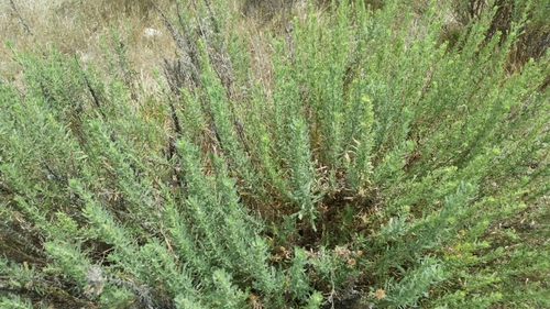 Coastal Goldenbush