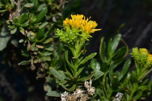 Coastal Goldenbush