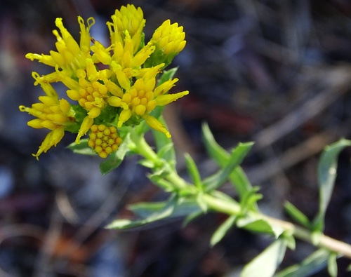 Coastal Goldenbush
