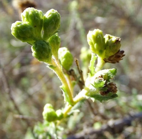 Coastal Goldenbush