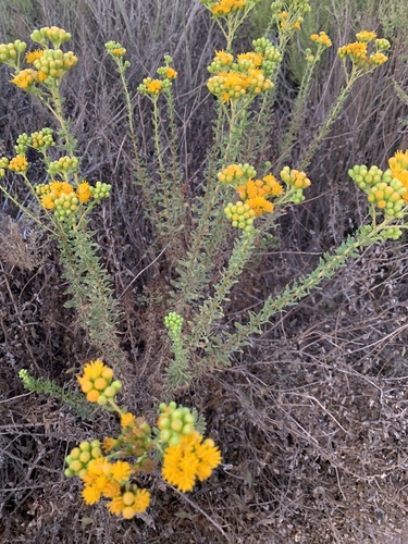 Coastal Goldenbush